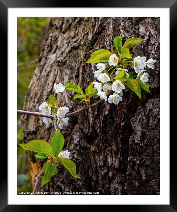 Beautiful Flower and Tree Trunk Framed Mounted Print by Chris Dorney