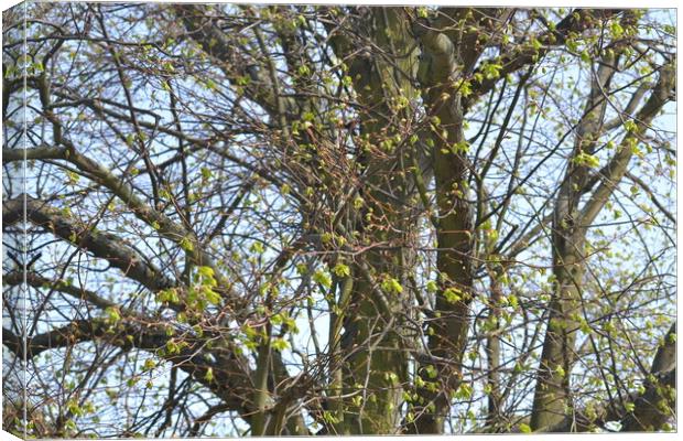 A Tree in Maldon Canvas Print by John Bridge