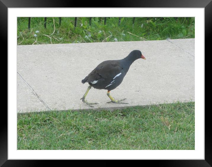 Bird Framed Mounted Print by John Bridge