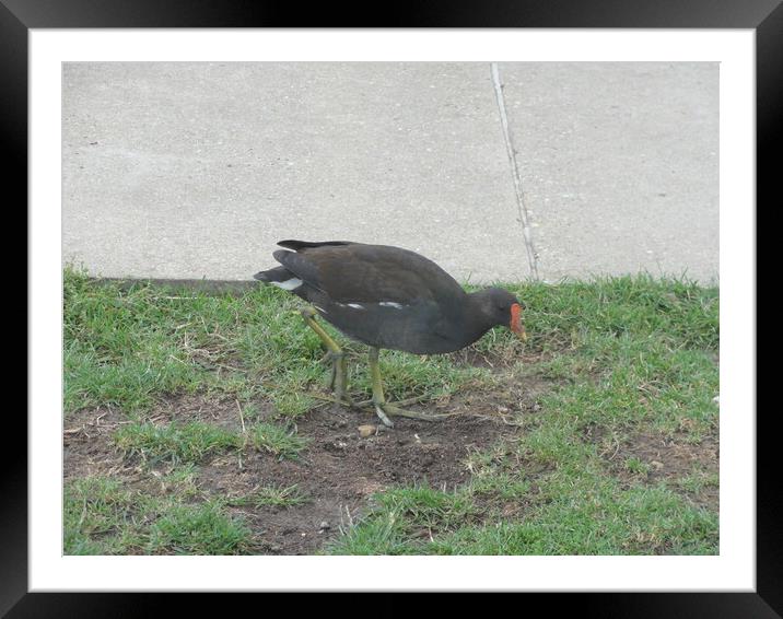 A bird that is standing in the grass Framed Mounted Print by John Bridge