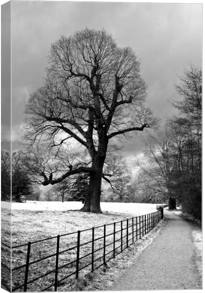 Morgaston Woods The Vyne Sherborne St John Hampshire Canvas Print by Andy Evans Photos