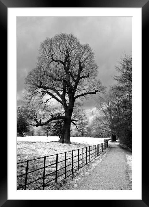 Morgaston Woods The Vyne Sherborne St John Hampshire Framed Mounted Print by Andy Evans Photos