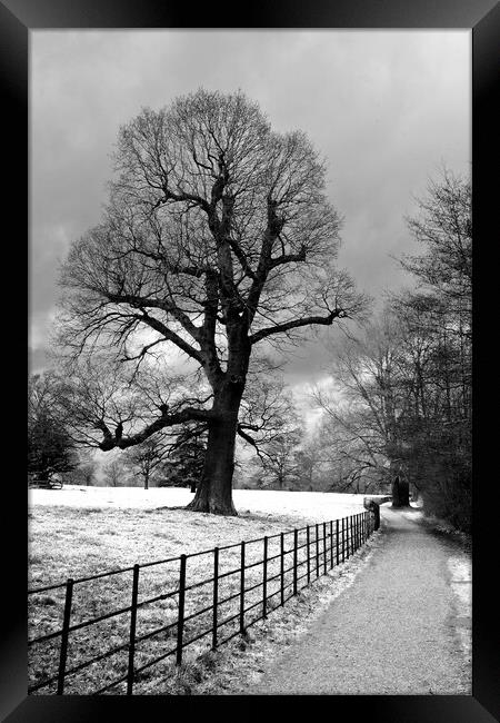 Morgaston Woods The Vyne Sherborne St John Hampshire Framed Print by Andy Evans Photos