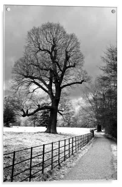 Morgaston Woods The Vyne Sherborne St John Hampshire Acrylic by Andy Evans Photos