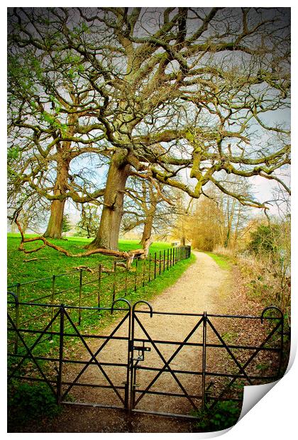 Morgaston Woods The Vyne Sherborne St John Hampshire Print by Andy Evans Photos