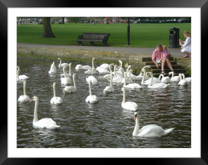 Swans at Christchurch Framed Mounted Print by John Bridge
