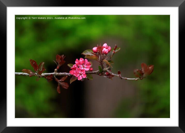 Apple Blossom Time Framed Mounted Print by Terri Waters