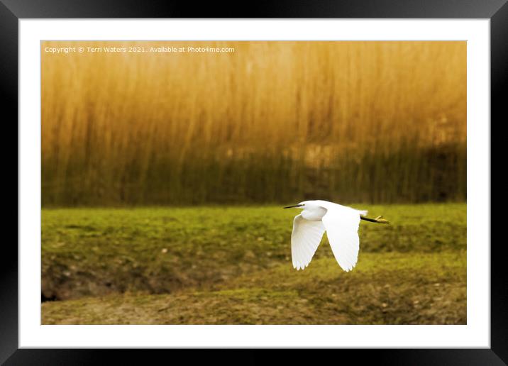 Little Egret in Flight Framed Mounted Print by Terri Waters