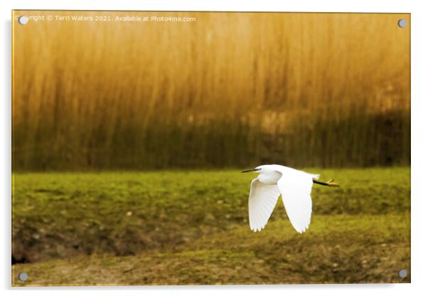Little Egret in Flight Acrylic by Terri Waters