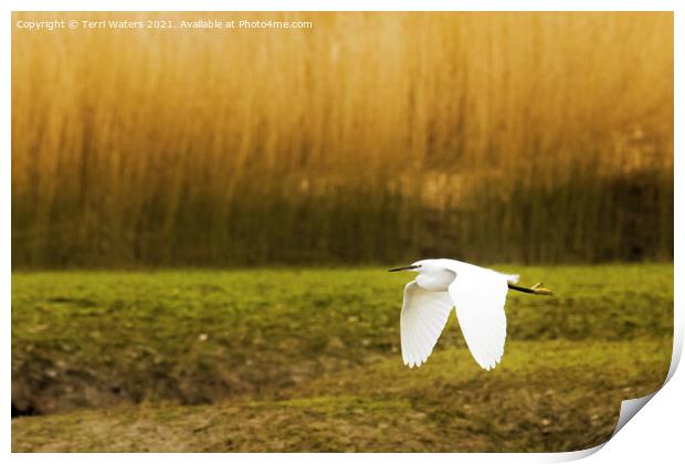 Little Egret in Flight Print by Terri Waters