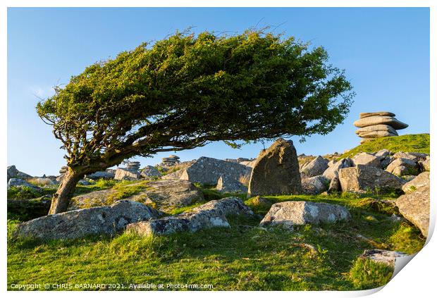 Lone tree on Bodmin Moor Print by CHRIS BARNARD