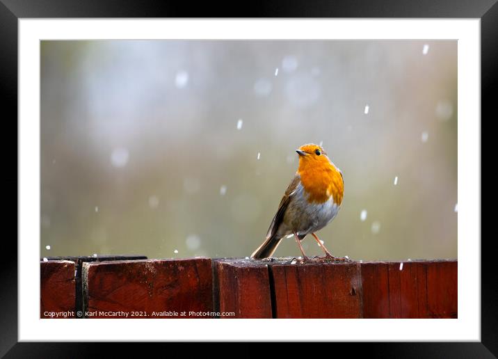 Robin caught in a Spring Hail shower Framed Mounted Print by Karl McCarthy