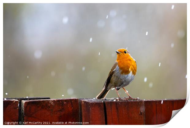 Robin caught in a Spring Hail shower Print by Karl McCarthy