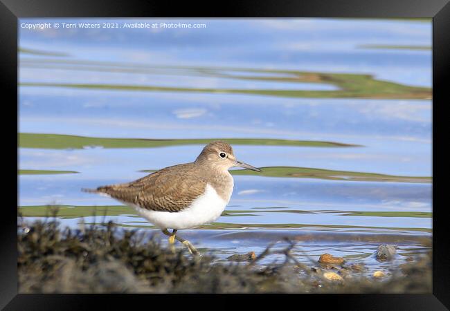 Common Sandpiper Framed Print by Terri Waters