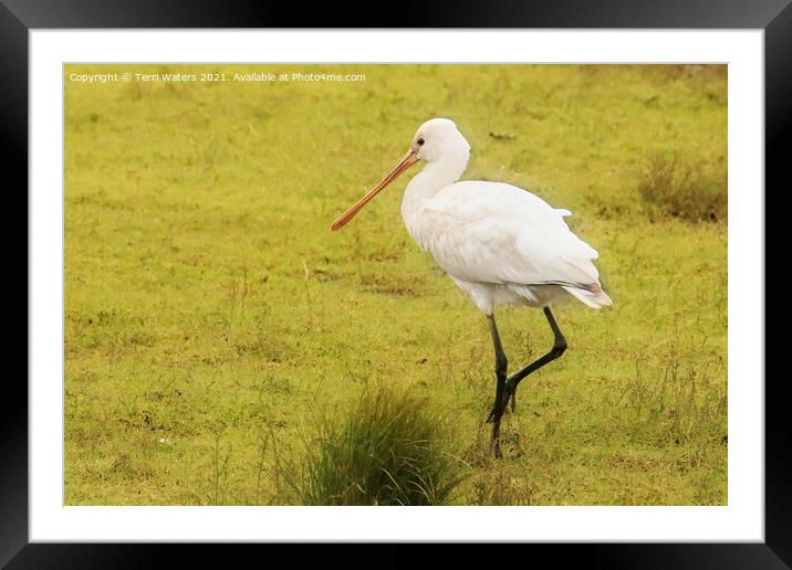 Juvenile Spoonbill Framed Mounted Print by Terri Waters