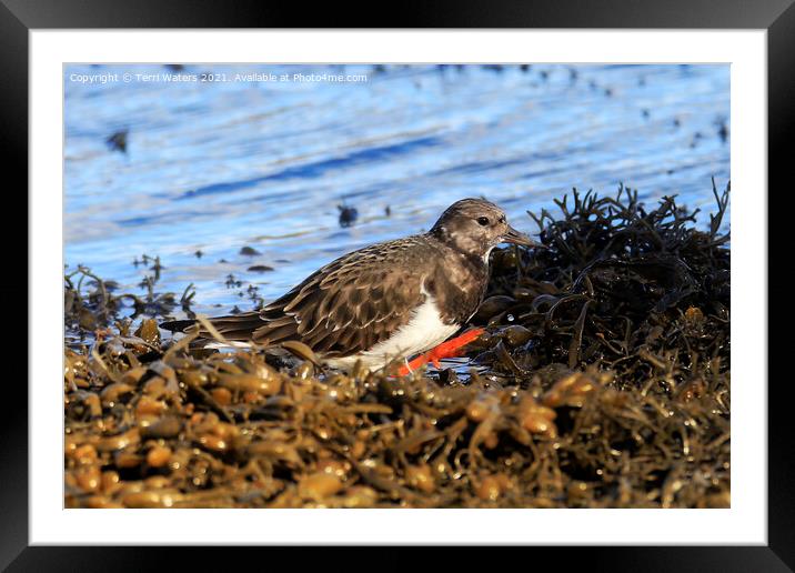 Waving Turnstone Framed Mounted Print by Terri Waters