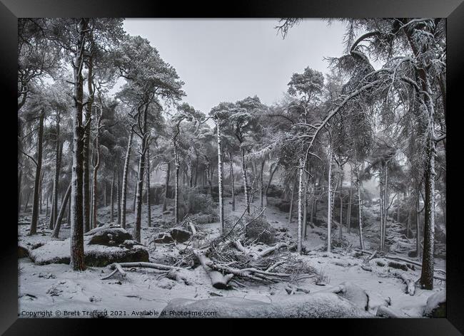 Winter Woodland Framed Print by Brett Trafford