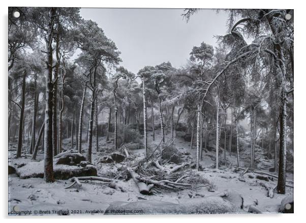 Winter Woodland Acrylic by Brett Trafford
