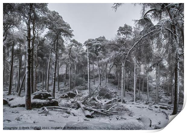 Winter Woodland Print by Brett Trafford