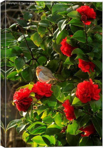 Robin in the Camellia Canvas Print by Terri Waters
