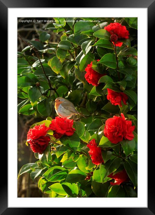 Robin in the Camellia Framed Mounted Print by Terri Waters
