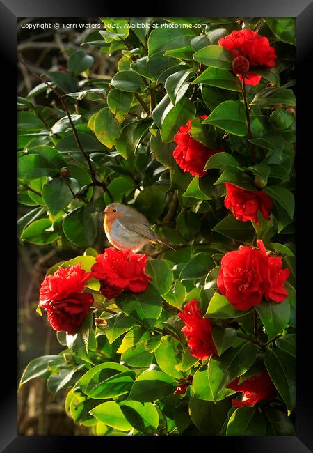 Robin in the Camellia Framed Print by Terri Waters