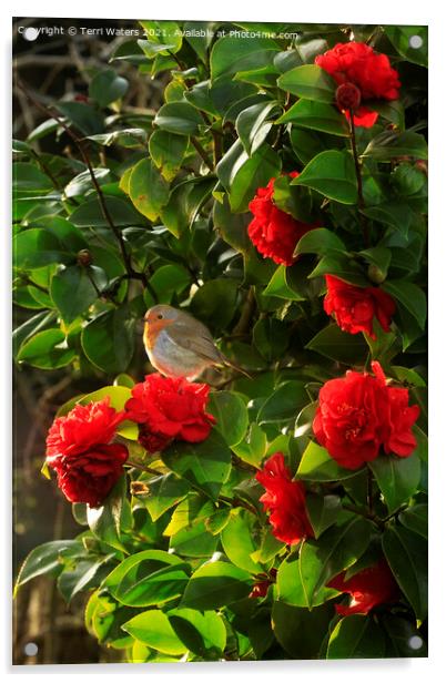 Robin in the Camellia Acrylic by Terri Waters