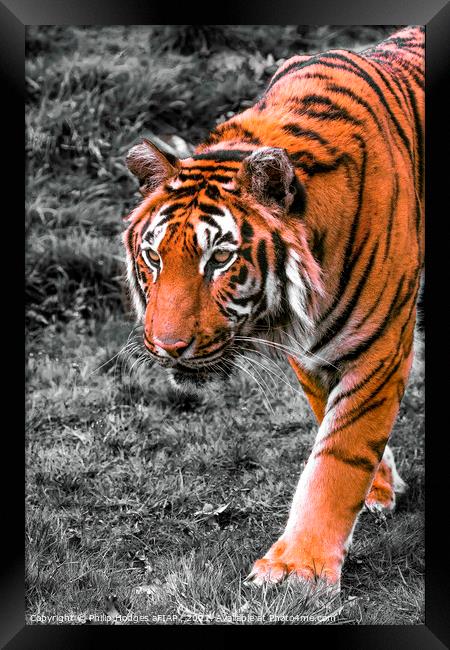 Prowling Tiger Framed Print by Philip Hodges aFIAP ,