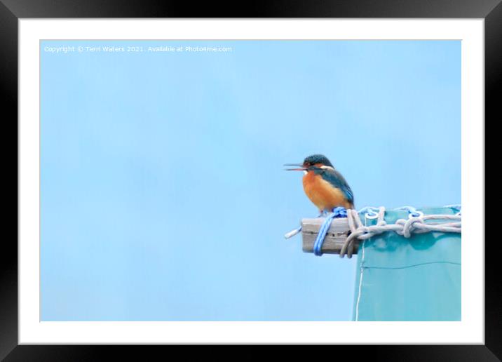 Calling Kingfisher Framed Mounted Print by Terri Waters