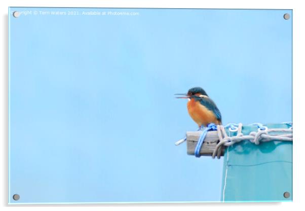 Calling Kingfisher Acrylic by Terri Waters