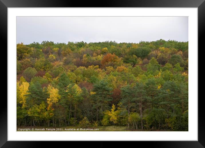 Autumnal Trees Framed Mounted Print by Hannah Temple