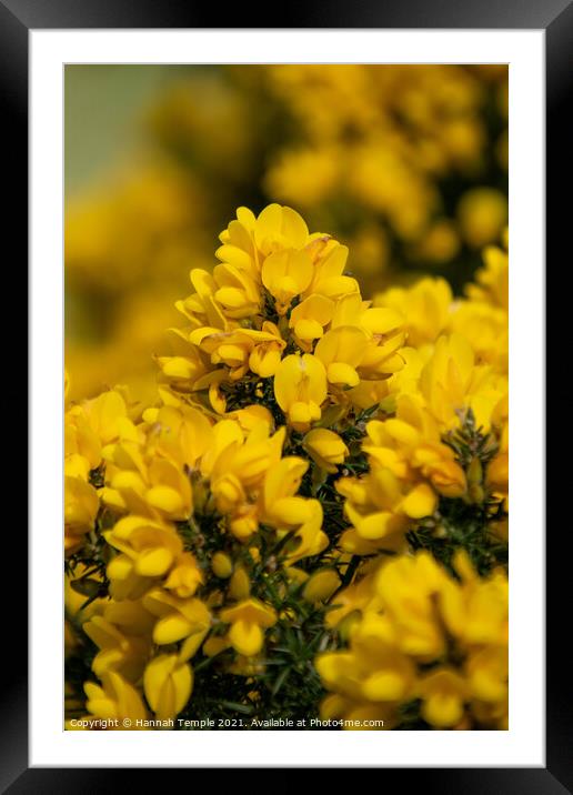 Gorse flower  Framed Mounted Print by Hannah Temple