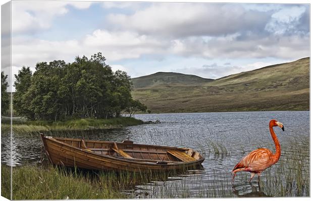 Flamingo at Loch Awe Canvas Print by Sam Smith