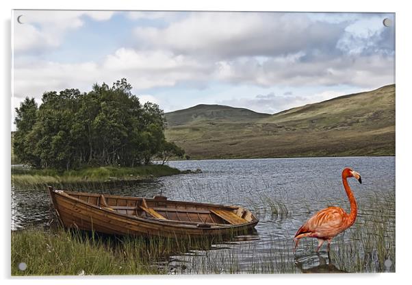 Flamingo at Loch Awe Acrylic by Sam Smith