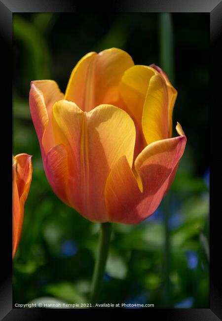 Orange Tulip Framed Print by Hannah Temple