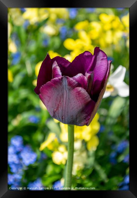 Purple Tulip Framed Print by Hannah Temple