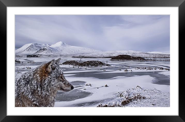 Wolf at Rannoch Moor Framed Mounted Print by Sam Smith