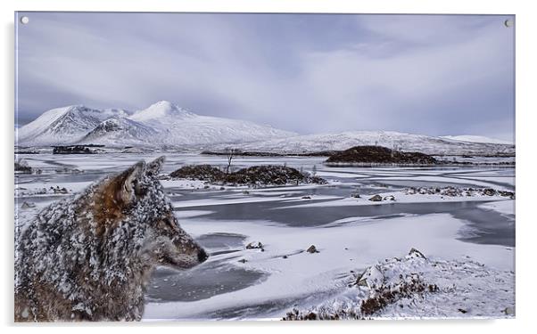 Wolf at Rannoch Moor Acrylic by Sam Smith