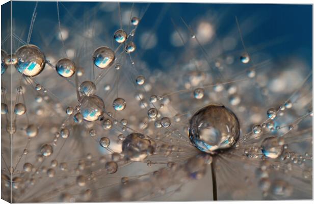  Deep Blue Dandelion Drops Canvas Print by Sharon Johnstone