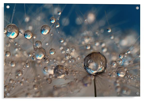  Deep Blue Dandelion Drops Acrylic by Sharon Johnstone