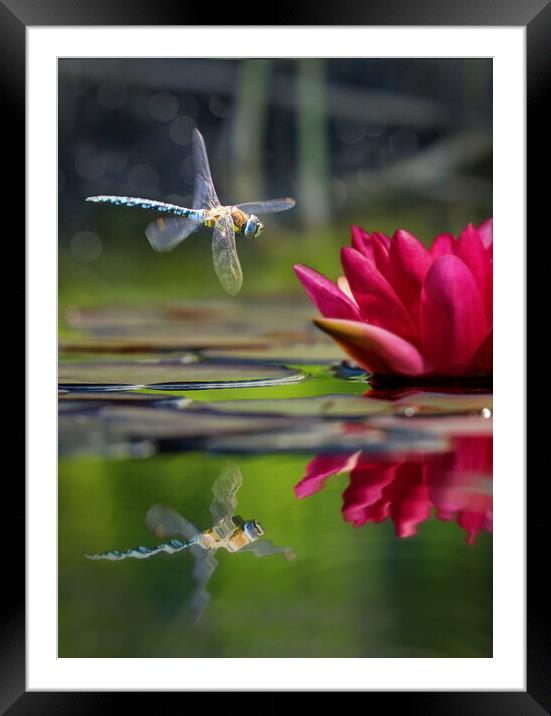 Dragonfly Reflections, Full Colour Framed Mounted Print by David Neighbour