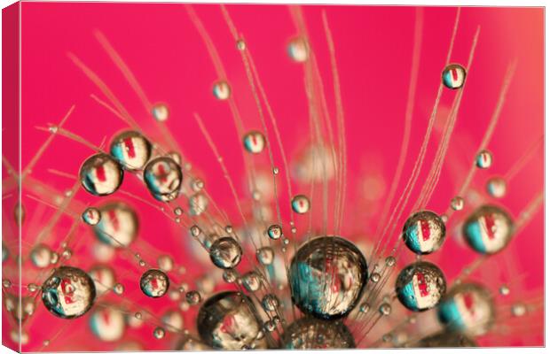 Hot Pink Drops Canvas Print by Sharon Johnstone