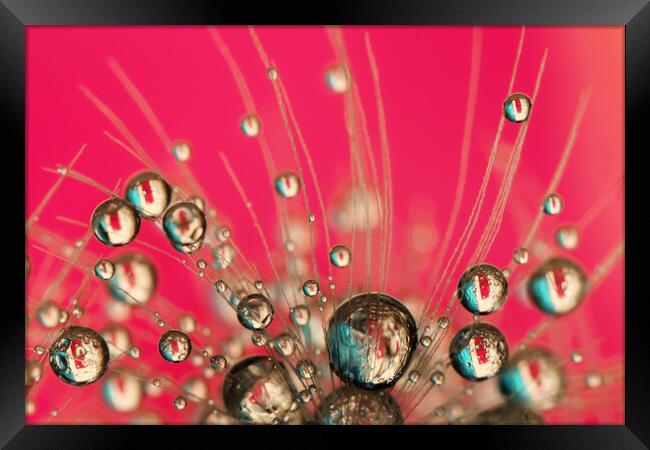 Hot Pink Drops Framed Print by Sharon Johnstone