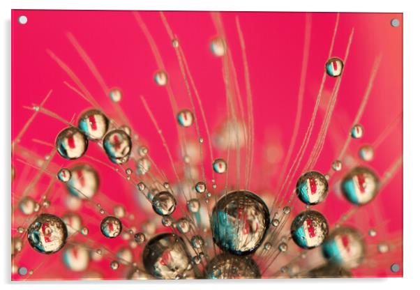 Hot Pink Drops Acrylic by Sharon Johnstone