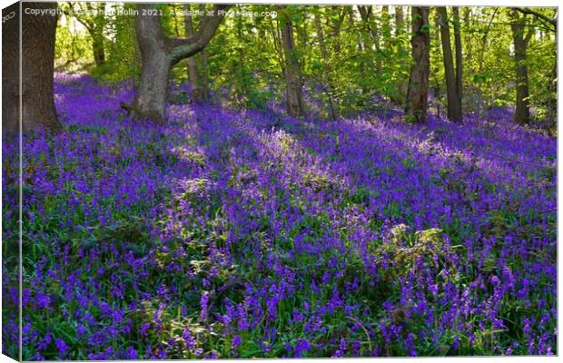 Bluebell wood Canvas Print by Stephen Hollin