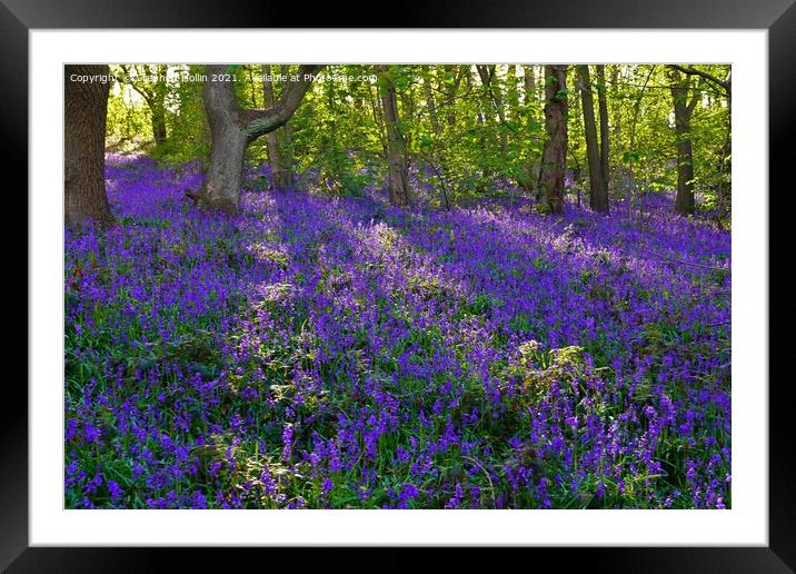 Bluebell wood Framed Mounted Print by Stephen Hollin