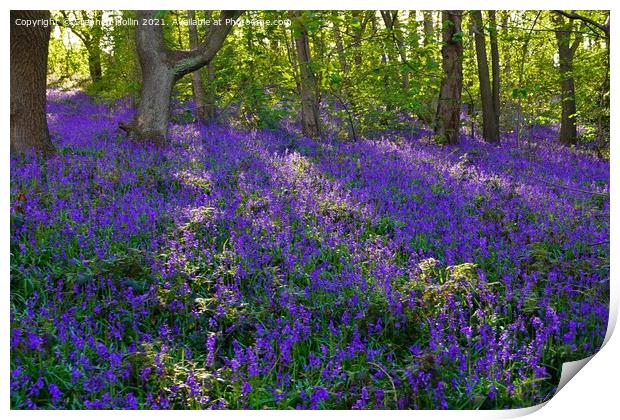 Bluebell wood Print by Stephen Hollin