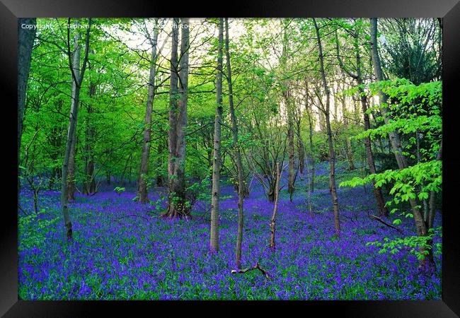 Enchanting Bluebell Forest Framed Print by Stephen Hollin