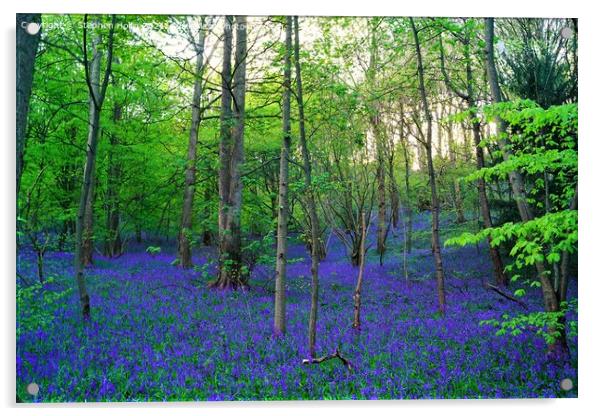 Enchanting Bluebell Forest Acrylic by Stephen Hollin