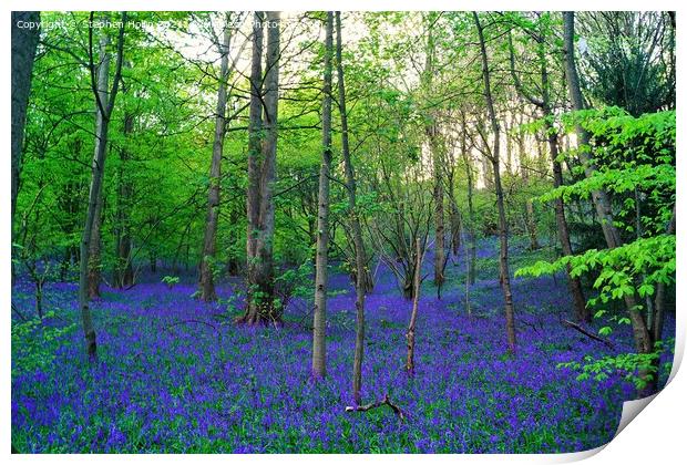 Enchanting Bluebell Forest Print by Stephen Hollin